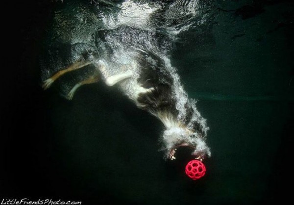 Dog-diver_05.jpg