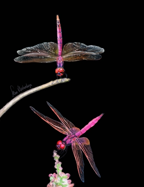 dragonflies