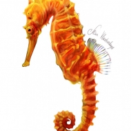 seahorse