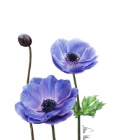 anemones