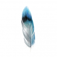 feathers