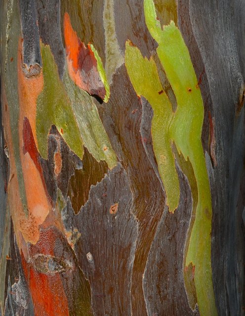 rainbow_eucalyptus_10.jpg