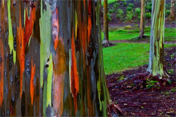 rainbow_eucalyptus_12.jpg