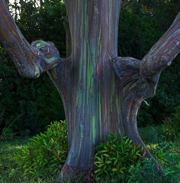 rainbow_eucalyptus_2.jpg