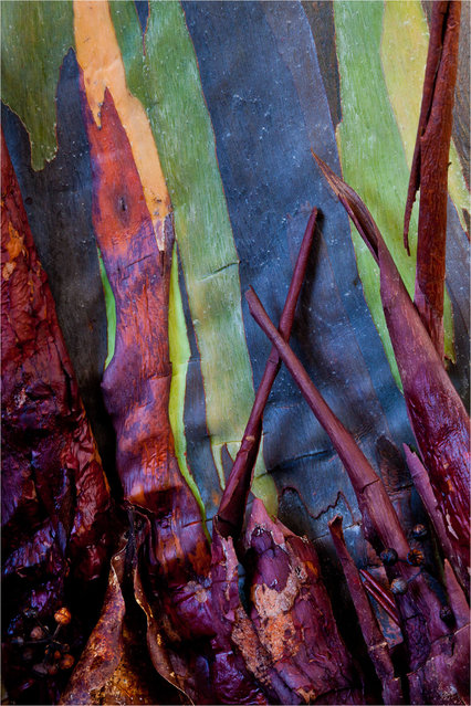 rainbow_eucalyptus_3.jpg