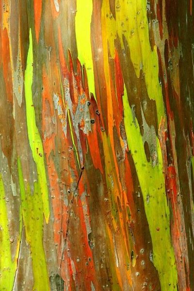 rainbow_eucalyptus_5.jpg