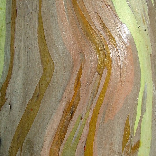 rainbow_eucalyptus_8.jpg